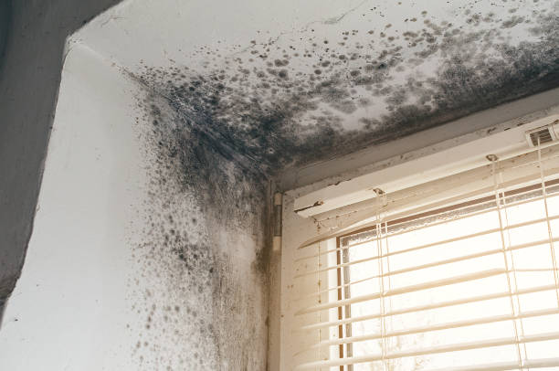 Affordable Mold Remediation solutions in Burlington, CO